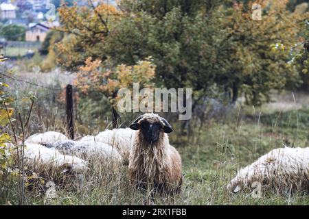 Schafe grasen im Garten, gedämpftes Grün Stockfoto