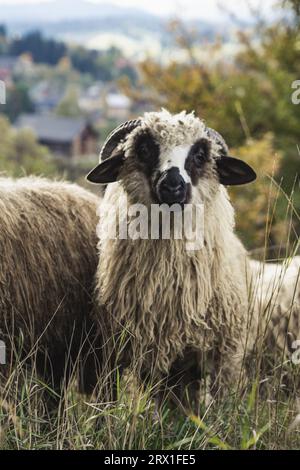 Schafe grasen im Garten, gedämpftes Grün Stockfoto