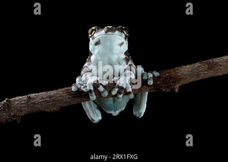 Nahaufnahme eines Amazonas-Milchfrosches auf einer Zweigstelle Stockfoto