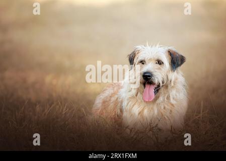 Porträt eines katalanischen Schäferhundes, der im Gras liegt. Stockfoto