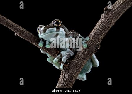 Nahaufnahme eines Amazonas-Milchfrosches auf einer Zweigstelle Stockfoto