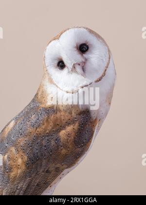 Barn Eulenporträt vor einem braunen Hintergrund Stockfoto