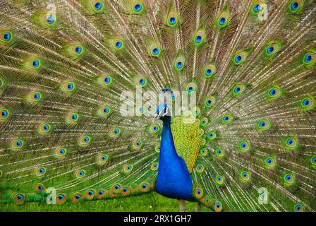 Wilhelma Stuttgarter Zoo Pfau mit Blumen im botanischen Garten Stockfoto