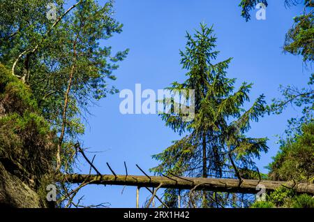 Kreuzweise in einer Schlucht im Wandergebiet des Elbsandsteingebirges bei Rathen, Sächsische Schweiz, Sachsen, Deutschland liegender Baumstamm. Stockfoto