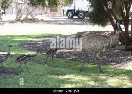 Emu und seine Küken gehen durch das Stadtzentrum von Longreach, Western Queensland Australia Stockfoto