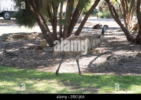 Emu und seine Küken gehen durch das Stadtzentrum von Longreach, Western Queensland Australia Stockfoto