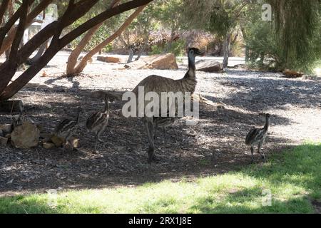 Emu und seine Küken gehen durch das Stadtzentrum von Longreach, Western Queensland Australia Stockfoto