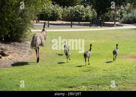 Emu und seine Küken gehen durch das Stadtzentrum von Longreach, Western Queensland Australia Stockfoto