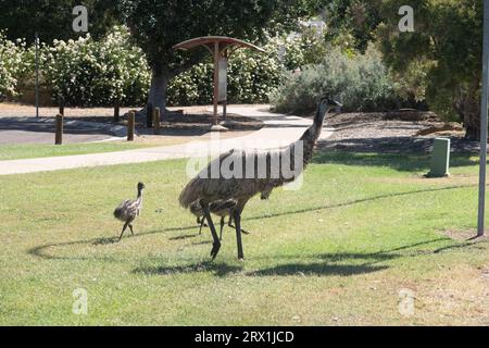 Emu und seine Küken gehen durch das Stadtzentrum von Longreach, Western Queensland Australia Stockfoto