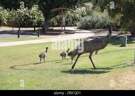 Emu und seine Küken gehen durch das Stadtzentrum von Longreach, Western Queensland Australia Stockfoto