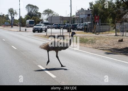 Emu und seine Küken gehen durch das Stadtzentrum von Longreach, Western Queensland Australia Stockfoto