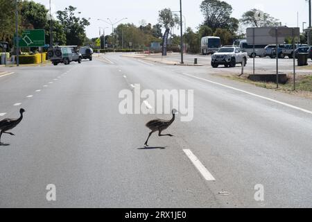 Emu und seine Küken gehen durch das Stadtzentrum von Longreach, Western Queensland Australia Stockfoto