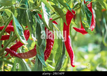 Rote Chilipfeffer Pflanze im Garten Stockfoto