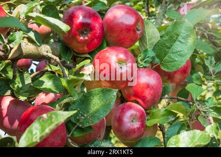 Riesige Ernte von roten Äpfeln auf dem Apfelbaum. Viele reife Äpfel auf dem Baum Stockfoto