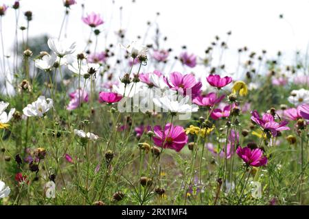 Blumenwiese, mexikanischer Aster (Cosmos bipinnatus), Blüten, Hintergrundbeleuchtung, weiß, rosa, Silhouette, Blick von unten, stimmungsvoller Blick auf das bunte Stockfoto