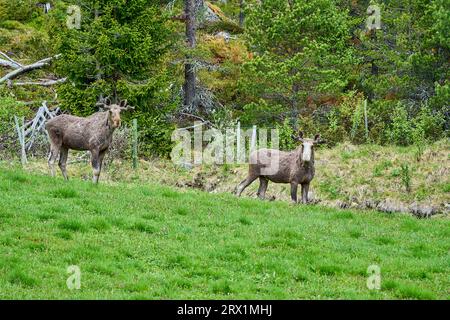 Skandinavische Moose mit Geweihen, die auf einer Wiese stehen und am Rande eines Waldes in Norwegen, Skandinavien, grandierten. Stockfoto