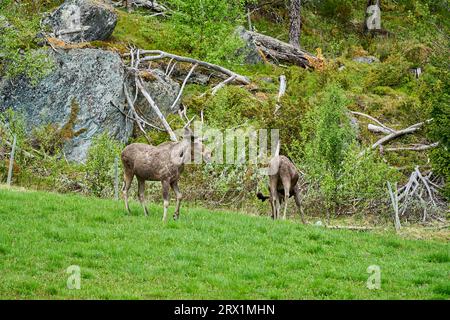 Skandinavische Moose mit Geweihen, die auf einer Wiese stehen und am Rande eines Waldes in Norwegen, Skandinavien, grandierten. Stockfoto