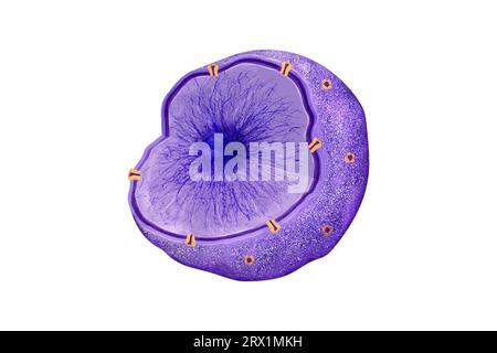 Kern: Zentrale Organelle der eukaryotischen Zelle, eingeschlossen von einer Doppelmembran, die DNA in Chromatin-Form enthält und essentielle genetische Funktionen orchestriert Stockfoto