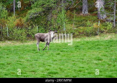 Skandinavische Moose mit Geweihen, die auf einer Wiese stehen und am Rande eines Waldes in Norwegen, Skandinavien, grandierten. Stockfoto