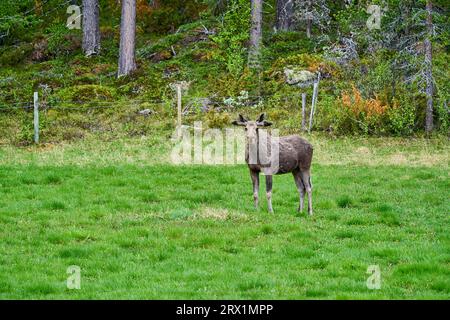 Skandinavische Moose mit Geweihen, die auf einer Wiese stehen und am Rande eines Waldes in Norwegen, Skandinavien, grandierten. Stockfoto