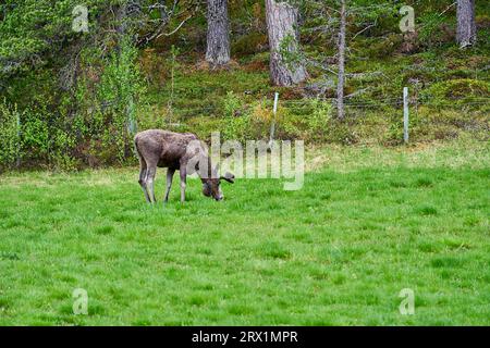 Skandinavische Moose mit Geweihen, die auf einer Wiese stehen und am Rande eines Waldes in Norwegen, Skandinavien, grandierten. Stockfoto