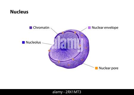 Kern: Zentrale Organelle der eukaryotischen Zelle, eingeschlossen von einer Doppelmembran, die DNA in Chromatin-Form enthält und essentielle genetische Funktionen orchestriert Stockfoto