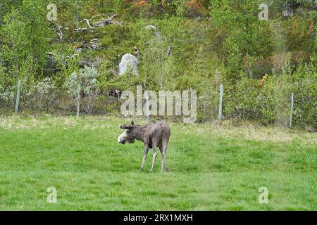 Skandinavische Moose mit Geweihen, die auf einer Wiese stehen und am Rande eines Waldes in Norwegen, Skandinavien, grandierten. Stockfoto