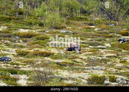 Moschus, Ovibos moschatus, der in der subarktischen Tundra-Landschaft von dovrefjell im Hochland Norwegens steht Stockfoto