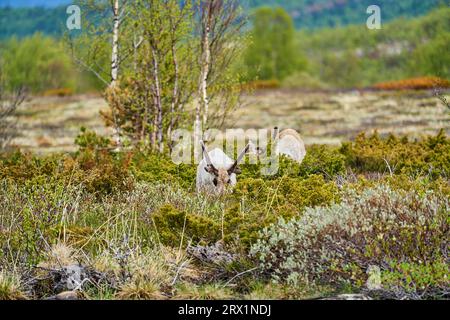 Europäisches Rentier, Rangifer tarandus, auch Caribou, stehen in der Tundra und stöbern im Hochland Norwegens, Skandinavien Stockfoto