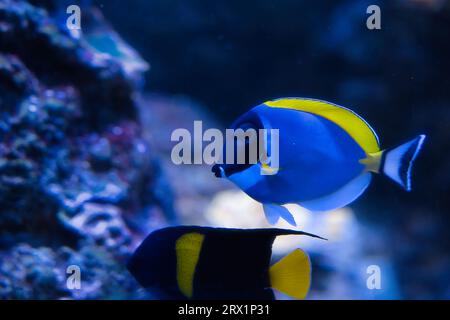Blauer Surgeonfisch, Pulverblauer Tang und Pulverblauer Surgeonfisch, ist eine Art von Meeresrochenflossen, die zur Familie der Acanthuridae gehört; Stockfoto