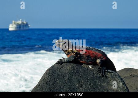 Eidechse sonnt sich auf Lavafelsen, Galapagos Stockfoto