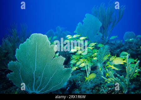 Blau gestreifte und französische Grunze, Tauchplatz Aquario, Cayo Largo Cuba Stockfoto