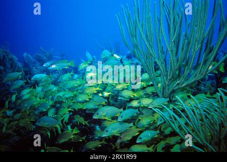 Blau gestreifte und französische Grunze, Tauchplatz Aquario, Cayo Largo Cuba Stockfoto