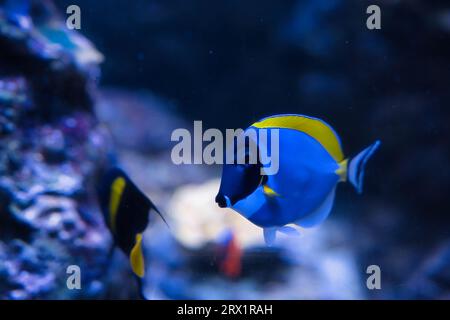Blauer Surgeonfisch, Pulverblauer Tang und Pulverblauer Surgeonfisch, ist eine Art von Meeresrochenflossen, die zur Familie der Acanthuridae gehört; Stockfoto