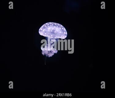 Das Pariser Aquarium, Fried Egg Jellies, ist eine ziemlich harte und widerstandsfähige Art Stockfoto