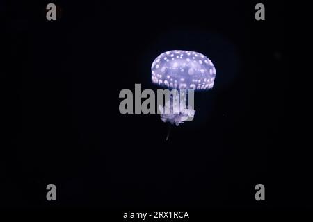 Das Pariser Aquarium, Fried Egg Jellies, ist eine ziemlich harte und widerstandsfähige Art Stockfoto