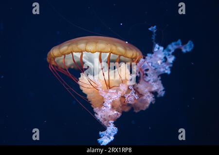 Chrysaora hysoscella, die Kompassqualle, ist eine verbreitete Art von Quallen, die in Küstengewässern in gemäßigten Regionen des Nordostens besiedelt wird Stockfoto