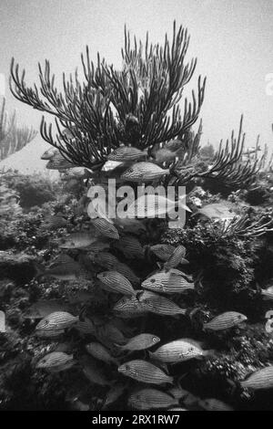 Blau gestreifte und französische Grunze, Tauchplatz Aquario, Cayo Largo Cuba Stockfoto