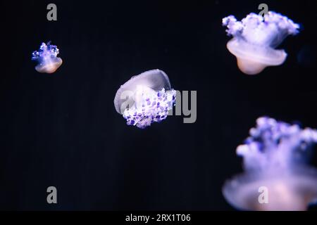 Das Pariser Aquarium, Fried Egg Jellies, ist eine ziemlich harte und widerstandsfähige Art Stockfoto