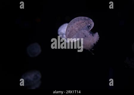 Das Pariser Aquarium, Fried Egg Jellies, ist eine ziemlich harte und widerstandsfähige Art Stockfoto