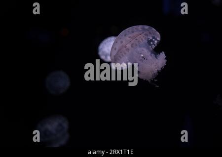 Das Pariser Aquarium, Fried Egg Jellies, ist eine ziemlich harte und widerstandsfähige Art Stockfoto