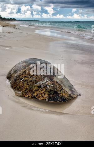 Rückenschale einer Meeresschildkröte, gefunden am Strand, Cayo Largo Kuba Stockfoto