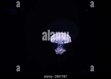 Das Pariser Aquarium, Fried Egg Jellies, ist eine ziemlich harte und widerstandsfähige Art Stockfoto