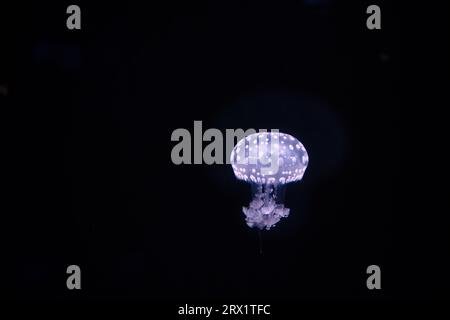 Das Pariser Aquarium, Fried Egg Jellies, ist eine ziemlich harte und widerstandsfähige Art Stockfoto