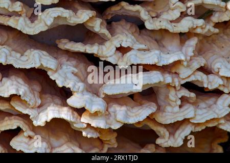 Die Schwefelpolypore ist in jungen Jahren hellgelb, orange oder gelb-orange gefärbt (Krabbe-of-the-Woods) (Foto Schwefelpolypore Close-up) Stockfoto