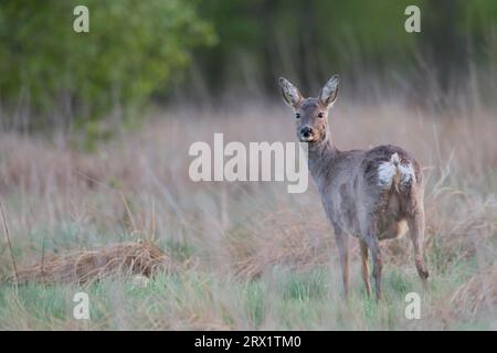 Rehe im Fellwechsel mit deutlich sichtbaren Zitzen (Europäisches Rehwild) (Reh), Rehe im Fellwechsel mit deutlich sichtbaren Zitzen Stockfoto