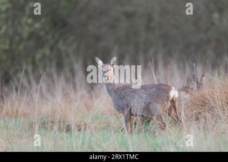 Rehe im Fellwechsel mit deutlich sichtbaren Zitzen (Europäisches Rehwild) (Reh), Rehe im Fellwechsel mit deutlich sichtbaren Zitzen Stockfoto