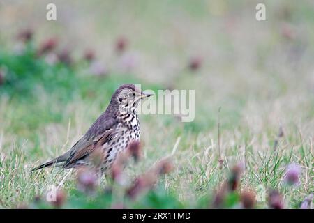 Singdrossel (Turdus philomelos), nur das Weibchen brütet die Kupplung (Foto Singdrossel auf einer Wiese), Singdrossel, nur das Weibchen brütet die Eier Stockfoto