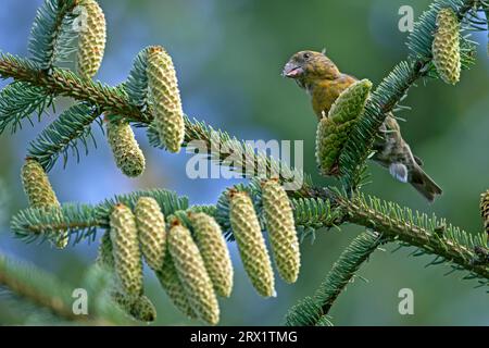 Kreuzschnabel (Loxia curvirostra), das Weibchen legt normalerweise 3, 5 Eier (Foto Jungvogel), Kreuzschnabel legt 3 bis 5 Eier (Rote Kreuzschnabel) Stockfoto