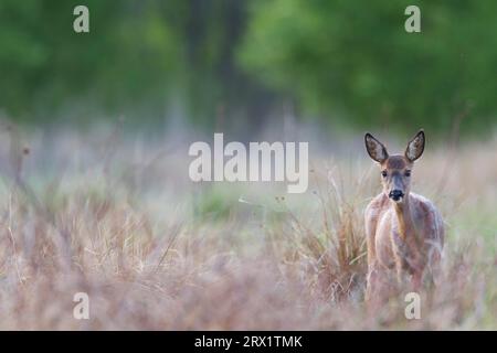 Rehe im Fellwechsel mit deutlich sichtbaren Zitzen (Europäisches Rehwild) (Reh), Rehe im Fellwechsel mit deutlich sichtbaren Zitzen (Europa Stockfoto